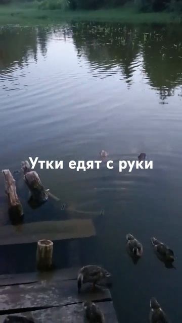 Утки едят с руки. Пермский край, дер Степаново смотреть онлайн