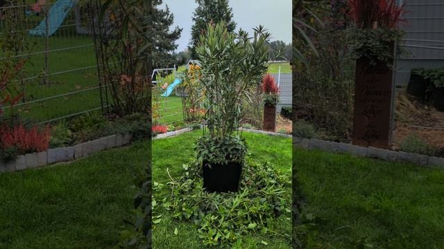 ОБРЕЗКА ОЛЕАНДРА на зиму / Oleander Herbstrückschnitt