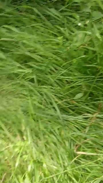 Борщевик как бороться в лесу самостоятельно