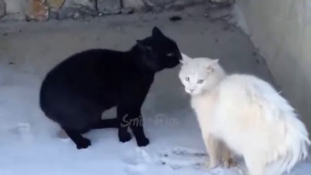 видео прикол оксана смотреть онлайн
