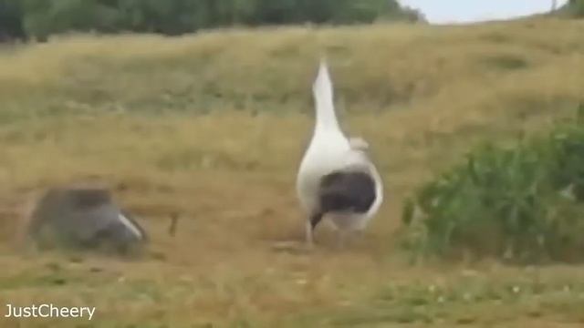 funny jokes Funny videos Fail compilation funny clips Смешные видео приколы над людьми #11 смотреть онлайн