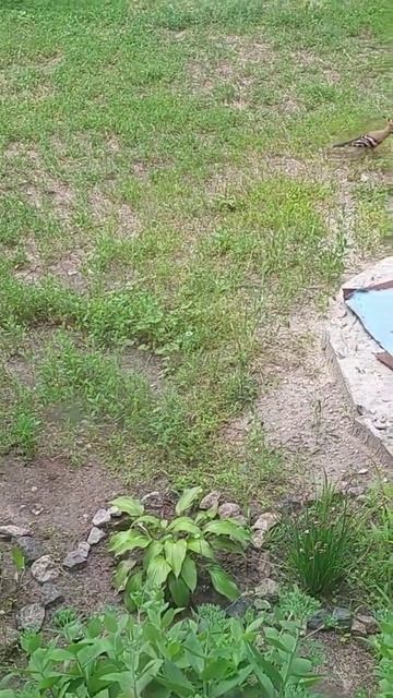 Живем возле леса! Такой вот сосед есть у нас! смотреть онлайн