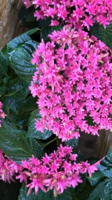 hydrangea PRINCESS DIANA#hydrangea#гортензія #гортензия #hortensien #shorts смотреть онлайн