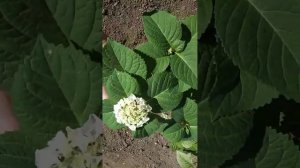 наконец высадила гортензии в 1ю клумбу #гортензии #гор?