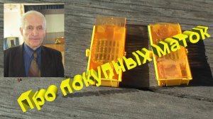 Покупка плодных маток: экспертное мнение профессора Кашковского