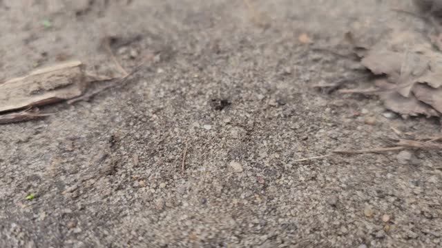 🔥 УНИЧТОЖЕНИЕ МУРАВЬЕВ ЗА 1 ЧАС: ПРОВЕРЕННЫЙ СПОСОБ БЕЗ ХИМИИ! смотреть онлайн