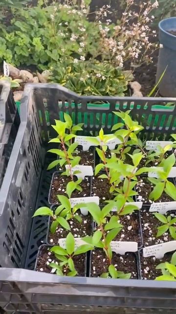 Ванилла Фрейз (Vanille Fraise) красотка из красоток. Саженцы ?