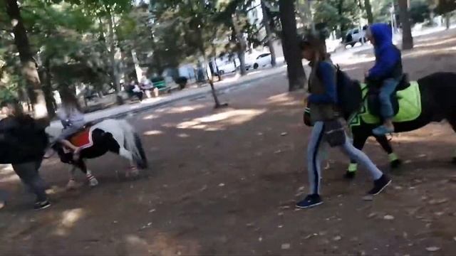 Пони в парке смотреть онлайн