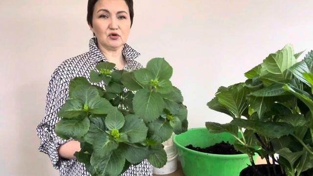 Не рвите корни у крупнолистных гортензий! 