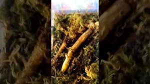 Выращивание дендробиума со старых бульб