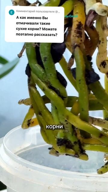 Сухие корни орхидеи. Чем помочь? #orchidcare #orchid #орхидеи #о? смотреть онлайн