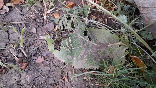 Гусеницы которые едят листья хрена! смотреть онлайн