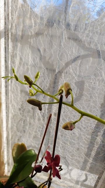 Жду цветение Дендофаленопсиса #орхидея #уходзаорхиде? смотреть онлайн