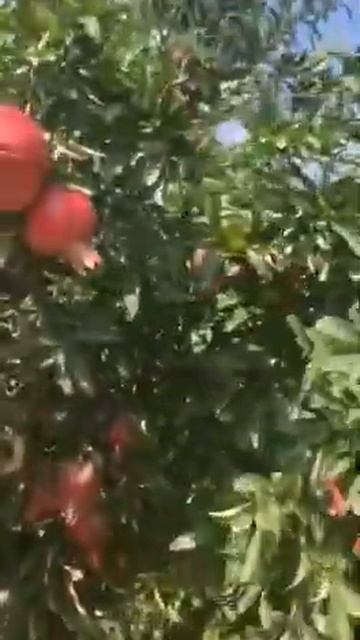 ФРУКТЫ ОТ МАРЧЕНКО ГРАНАТ АЗЕРБАЙДЖАН +79284244490 ООО ФУД смотреть онлайн