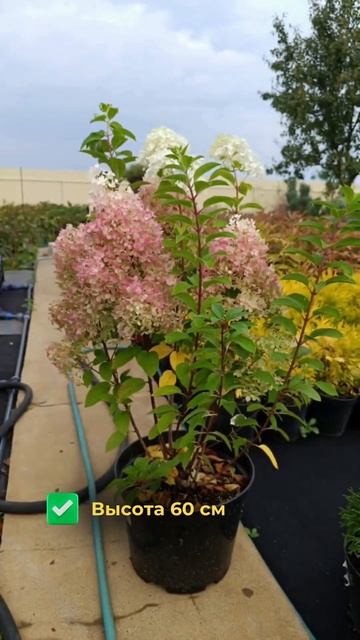 Сегодня в обзоре: гортензия Бобо — компактная, но эффе смотреть онлайн