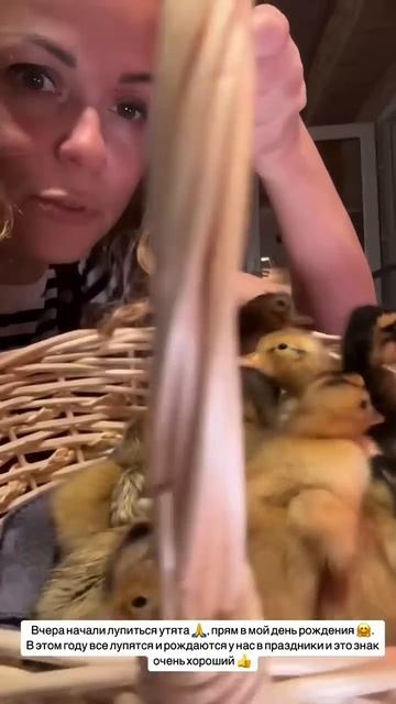 Утята сделали мне подарок на день рождения #garden #gardenlife смотреть онлайн