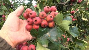 Крупноплодный БОЯРЫШНИК из КИТАЯ