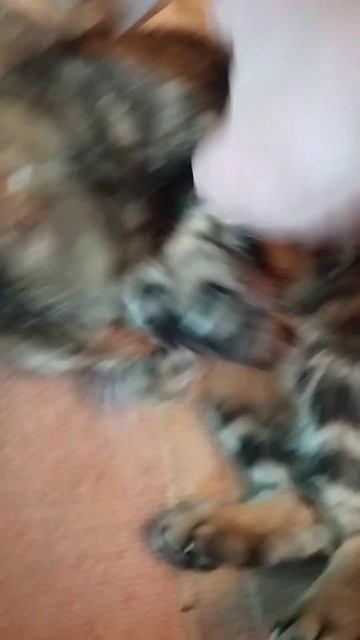 Тёрки с пакетом #cat #кот #catshorts #котик #лев #веселыекоты #? смотреть онлайн