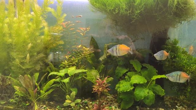 Эффект от фитолампы в аквариуме 👍🔥 смотреть онлайн