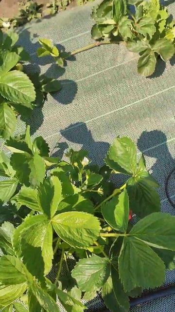 "Онда" сорт клубники с ярко выраженным вкусом земляник смотреть онлайн