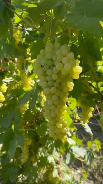 Виноград Кишмиш- Самарканд.                    Тел: +998999417277    #fru