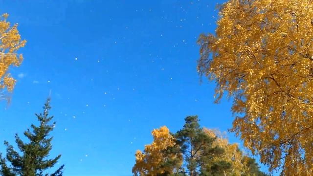 Золотая осень Берёза сыплет золотом смотреть онлайн
