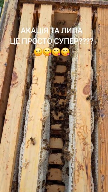 АКАЦІЯ ТА ЛИПА ЦЕ ПРОСТО СУПЕР 😉😋😋😋😋😋 смотреть онлайн