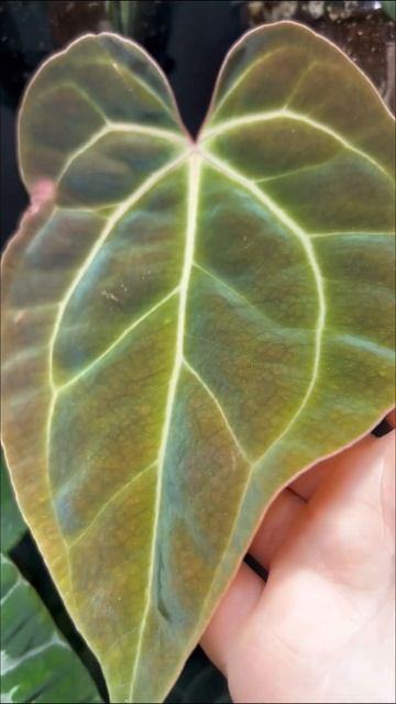 anthurium besseae aff 💎 как зеркало смотреть онлайн