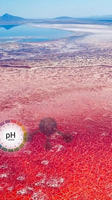 Озеро, которое превращает животных в камень #факты #ш? смотреть онлайн