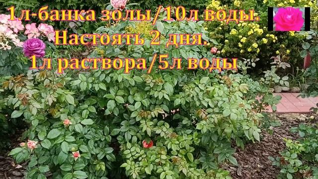 РОЗЫ, ГОРТЕНЗИИ В АВГУСТЕ. НАЧИНАЮЩИМ смотреть онлайн