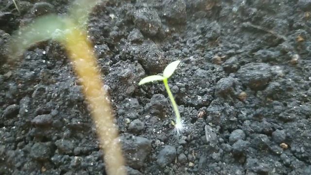 Нашли семена с того года и что-то получается