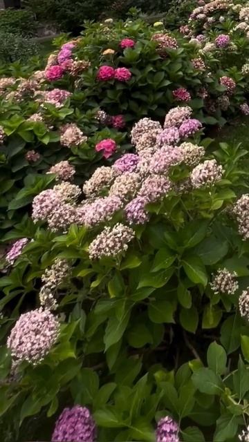 #hydrangea#гортензия#garden#гортензія#сад#flowers#park#jardin #shorts#アジ? смотреть онлайн