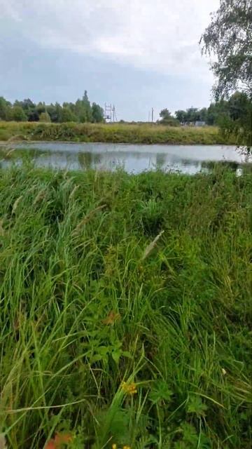 Мусор среди берёз 🤨 смотреть онлайн