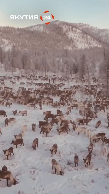 Стойбище оленей с высоты птичьего полета #якутия #стад смотреть онлайн