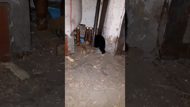 котики едят мышку смотреть онлайн