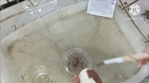 🤬Фузариоз Луковичных|Лечение и профилактика, 🧅