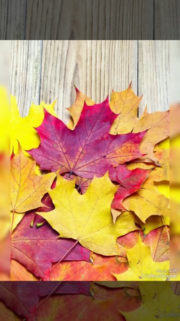 Авторский "Осенние листья " #shorts Автор :Настена Журавлё смотреть онлайн