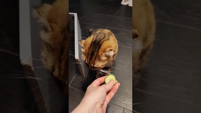 Кошка ест огурец😋👍 #scottishfoldcats #cats #scottishcat смотреть онлайн