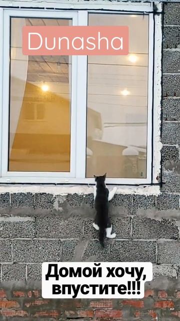 Есть кто дома? Часть 1 #кошки #дуняша32 #cat #gohome смотреть онлайн