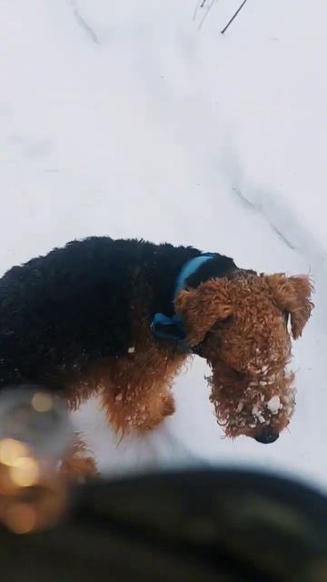 Друзей должно быть много #youtobik #puppy #airedale #doglife #doglover #süß смотреть онлайн