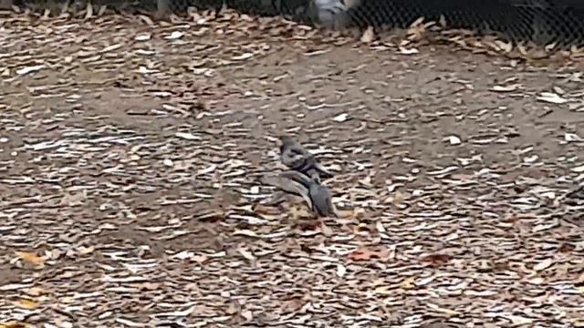 РАТАТУЙ Ест Апельсин ) смотреть онлайн