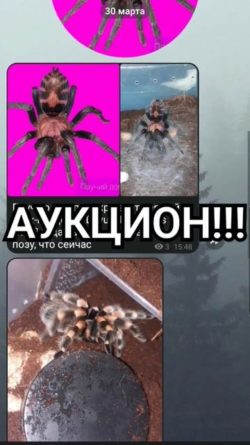 Успейте купить Эль Кальмаро (70см)! Ссылка на аук в тг http смотреть онлайн