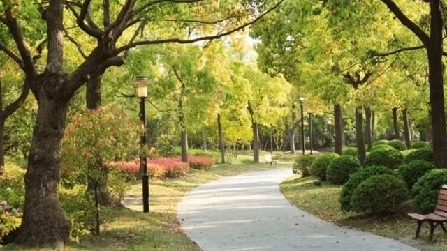 НА УЛИЦЕ КАШТАНОВОЙ (Пройдусь по абрикосовой...). Соло п