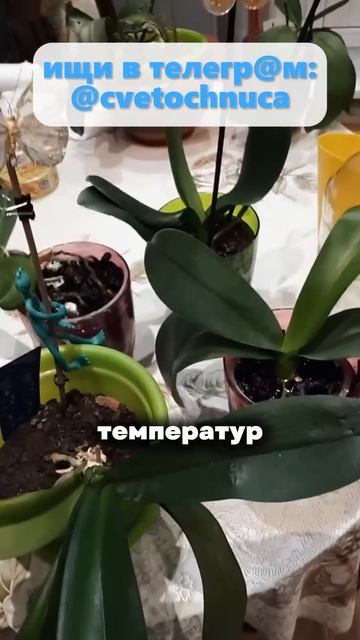 Гайд на бесконечное цветение орхидеи ,все уже есть у в? смотреть онлайн