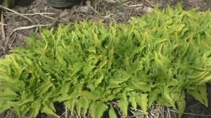 Хоста 	Lemon lime