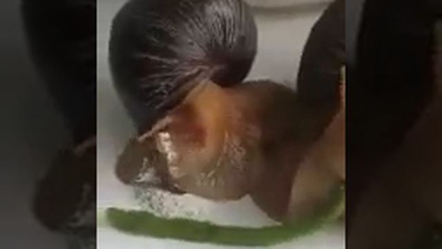 Вы когда нибудь видели, как едят улиточки смотреть онлайн