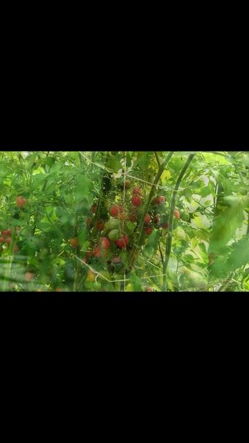 Растения Кричат! Шокирующая Правда, Которую Мы Не Слыш смотреть онлайн