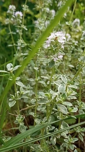 Тимьян Лимонный аромат и Бересклеты Альпийские горки,