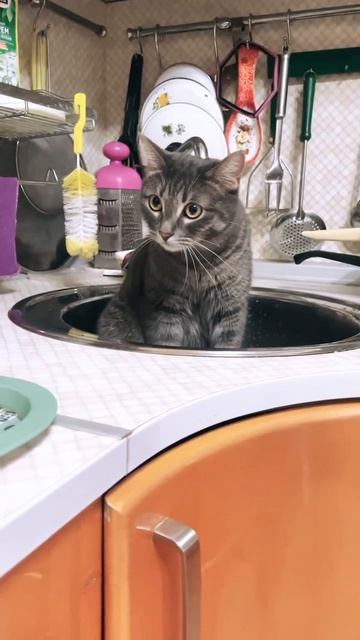 Кот залез в мойку #shorts смотреть онлайн
