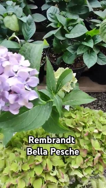 Гортензия Rembrandt Bella Pesche🌸07.08.2024 смотреть онлайн